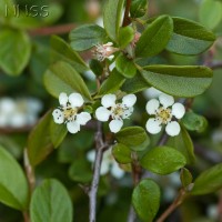 Cotoneaster dammeri 'Mooncreeper'